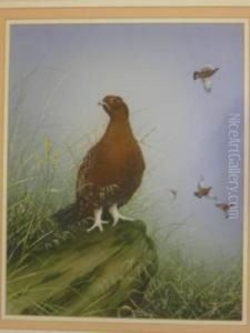 Red Grouse On Moorland Rock by John Morris