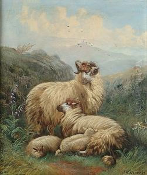 Sheep Resting In A Highland Landscape - view 1