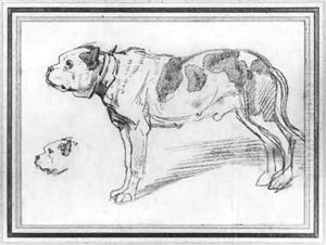 Dog bulldog