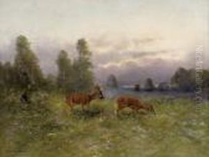 Rotwild Auf Der Lichtung Rotwild Auf Der Lichtung