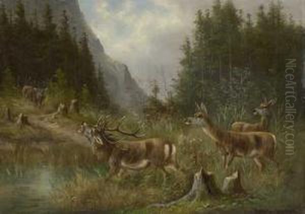 Platzhirsch Mit Hirschkuhen An Der Tranke In Der Brunft - view 1