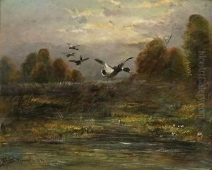 Auffliegende Enten. Auffliegende Enten.
