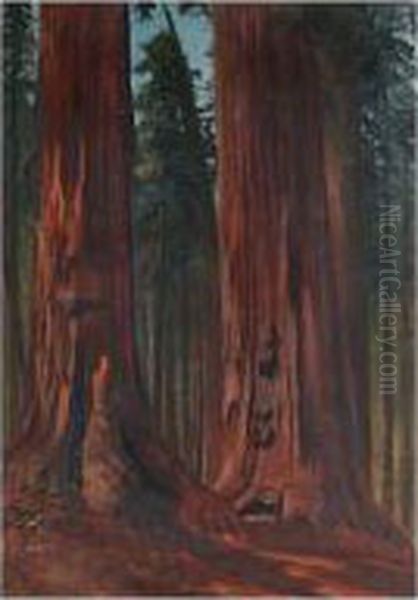 Redwoods - view 1