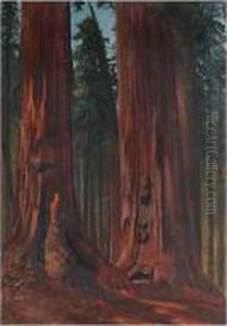 Redwoods