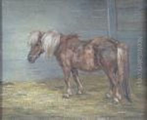 Study Of A Shetland Pony 'fifi'