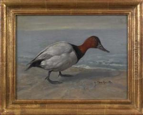 A Canvasback Duck - view 1