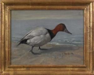 A Canvasback Duck by Gustav Muss-Arnolt