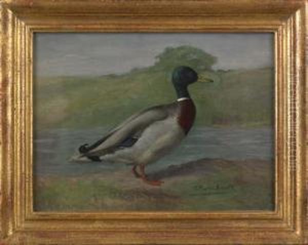 Mallard Drake - view 1
