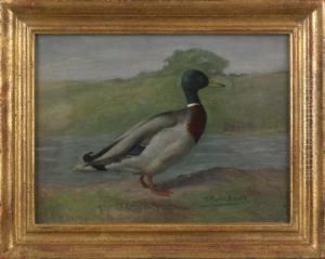 Mallard Drake by Gustav Muss-Arnolt
