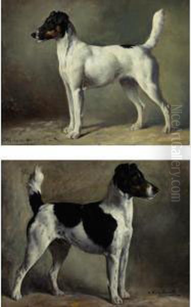 Champion Norfolk Terriers 'victorious' And 'clorita': A Pair - view 1