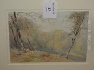 A Forest Landscape