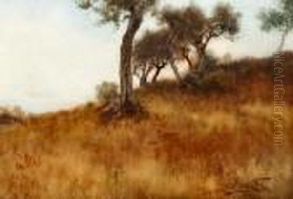 Paesaggio Di Campagna Con Ulivi - view 1