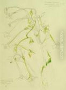 A Study Of Nicotinana Sylvestus