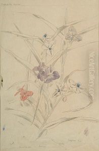 Tradescatia Virginiana