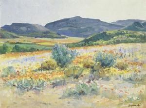 Spring Flowers, Namaqualand