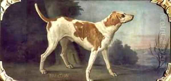 Briador a Dog from the Conde Pack - view 1