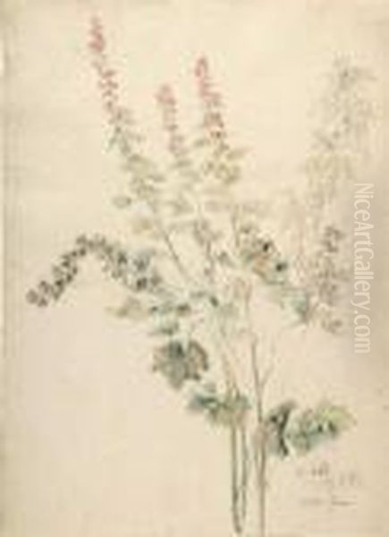 Bluhende Malven. - view 1