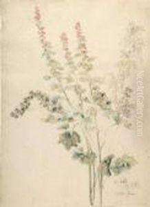 Bluhende Malven. by Friedrich Nerly