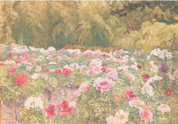 Peony Garden, Kyoto, Japan - view 1