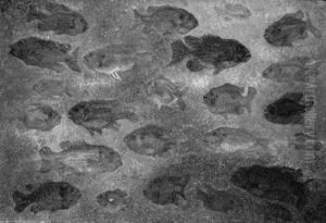 A Shoal Of Fish by Jaap Nieweg