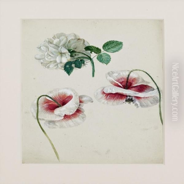 Poppys And Rose - view 1