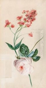 Blumenstudie Mit Rose