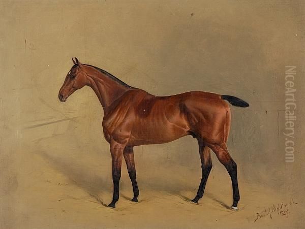 Portrait Of A Bay Racehorse - view 1
