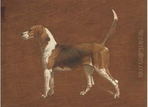 Wallflower, A Hound From The North Warwickshire Hunt; And Afox by Basil J. Nightingale
