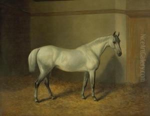 A Grey Horse In A Stable by Robert Nightingale