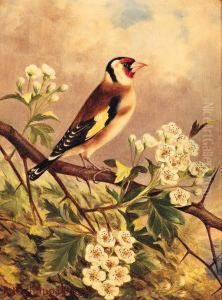 A Bullfinch; And A Goldfinch by Robert Nightingale