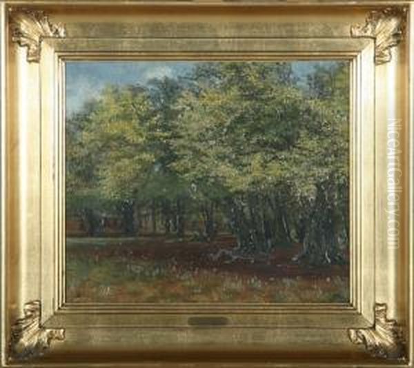 A Glade In The Forest - view 1