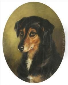 Study Of Asheepdog by Benjamin Cam Norton