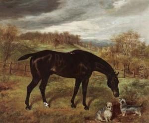 Dan, Merry-andrew And Trap. 1887.