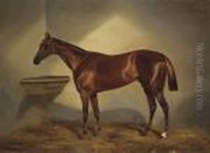 A Chestnut Racehorse In A Stable