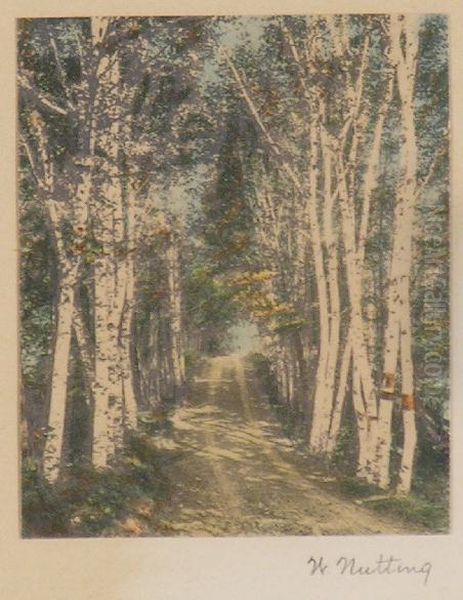Forest Landscape - view 1