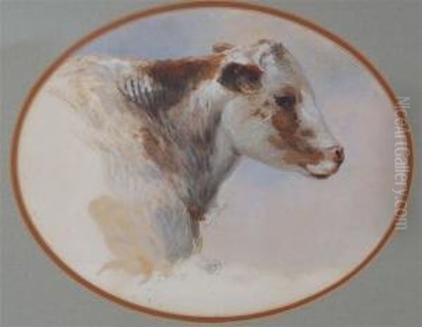 Head Study Of A Cow - view 1