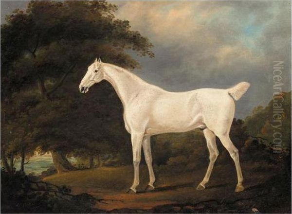A Grey Hunter In A Wooded Landscape - view 1