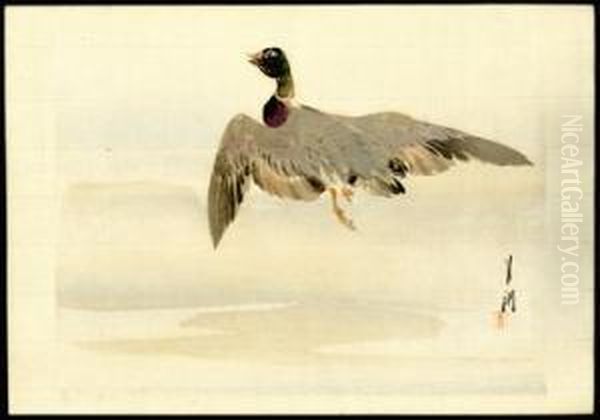 Mallard - view 1