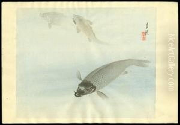 Carp - view 1