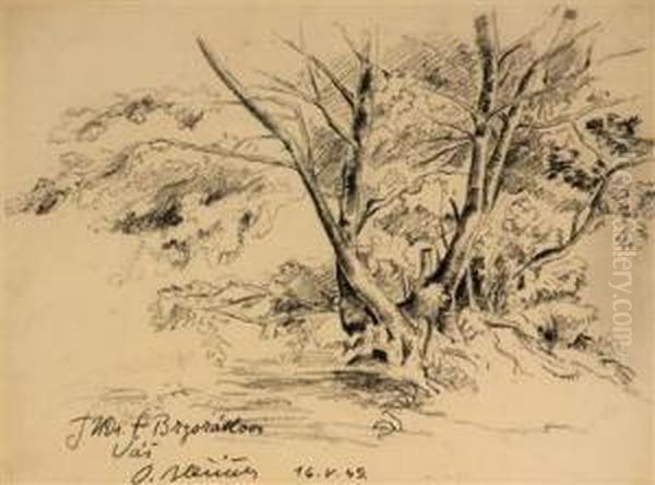 Studie Eines Baums - view 1
