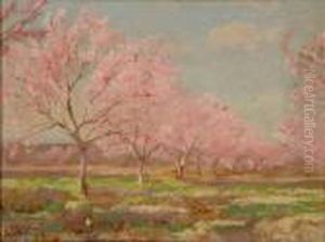 A Peach Orchard In Bloom