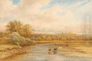Cattle Drinking At Middleham, Yorkshire