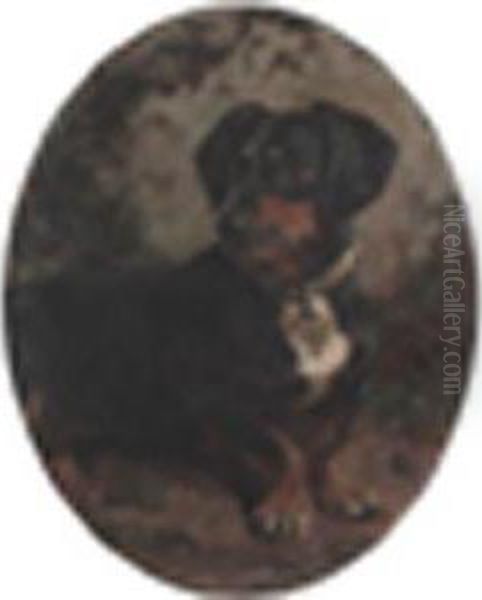 Adachshund - view 1