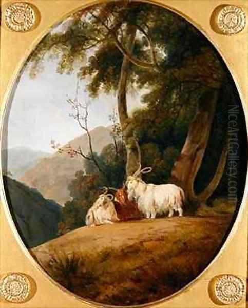 Kashmir Goats - view 1