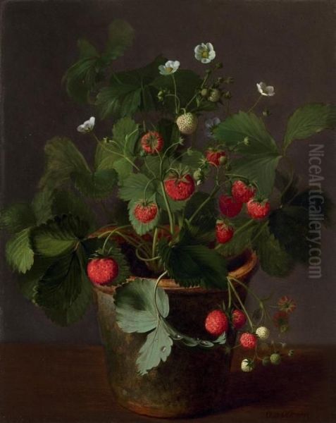 A Strawberry Plant In Bloom - view 1
