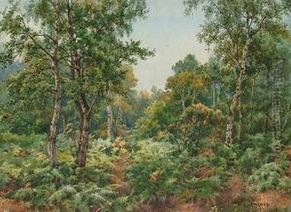 A Woodland Glade - view 1