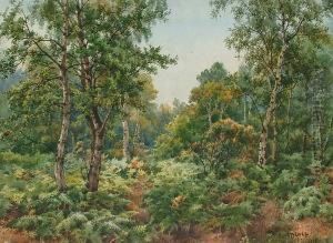 A Woodland Glade