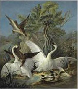 Cygnes Et Canards Attaques Par Des Aigles