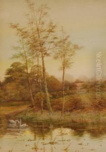 Rural Pond With Swans