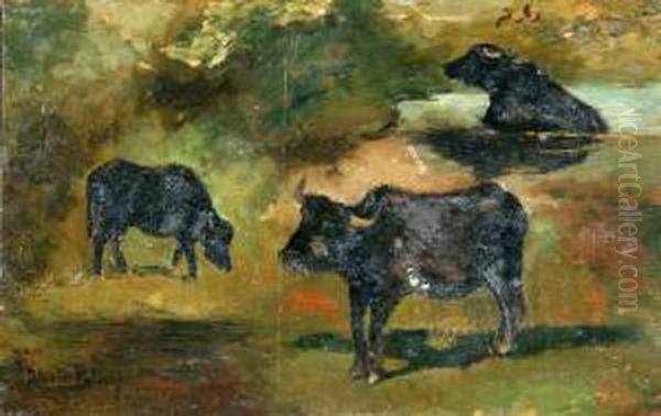 Bufali Al Pascolo - view 1